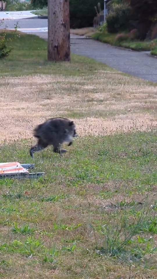 Jimothy the Raccoon