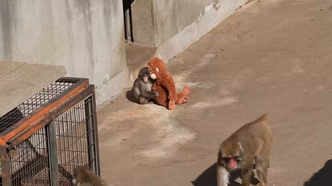 Punch the Monkey